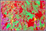 0092_roj__A2H9804_20120327.jpg